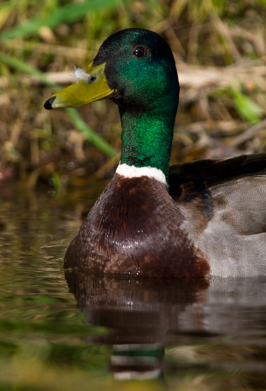 Mallard